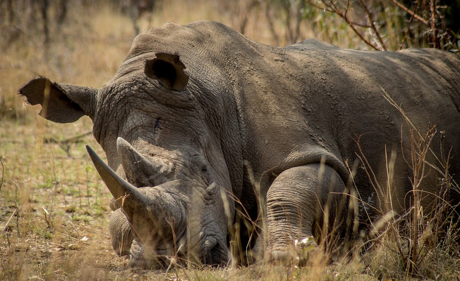 rhino